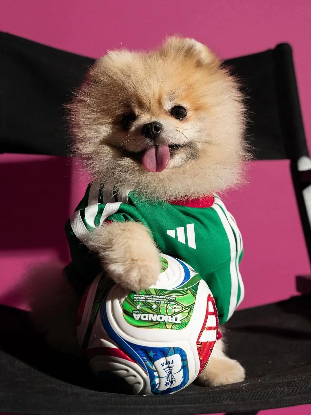 Adidas, адидас, Adidas pet collection, одежда для питомцев, чемпионат мира по футболу, мундиаль 2026