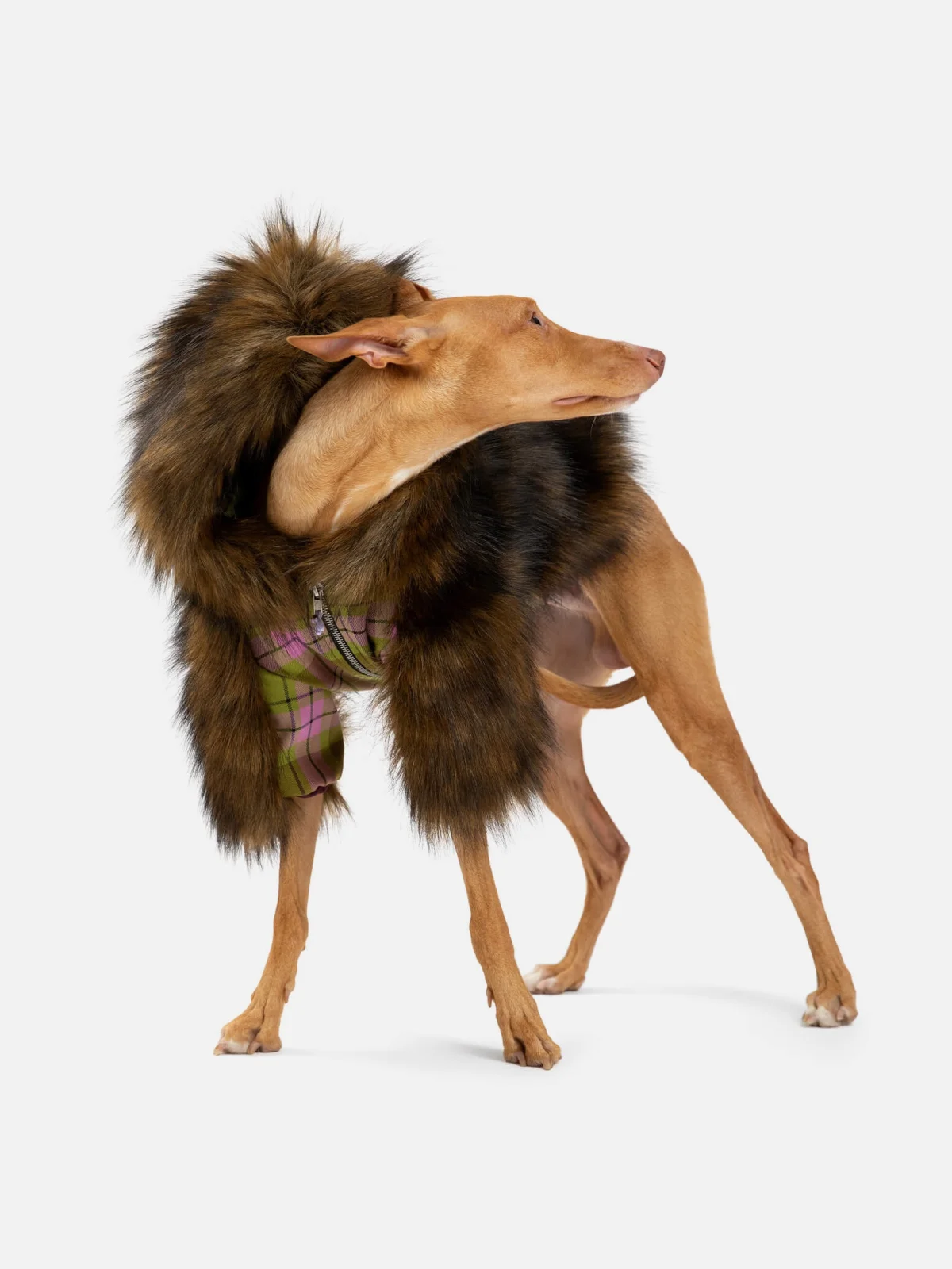 Pet Subject x RomaUvarovDesign
