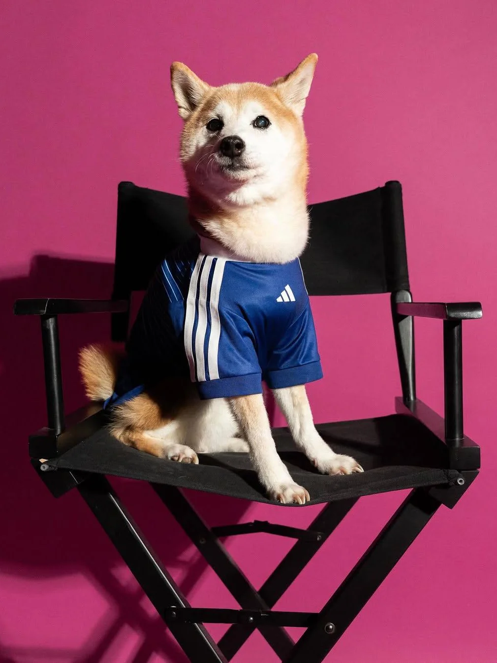 Adidas, адидас, Adidas pet collection, одежда для питомцев, чемпионат мира по футболу, мундиаль 2026