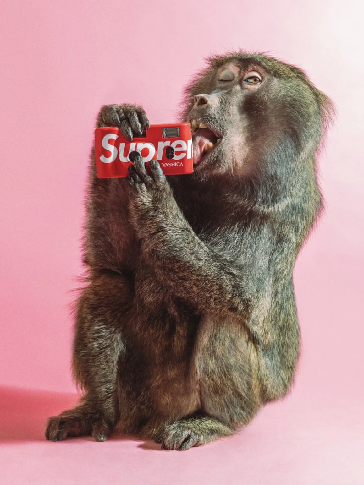 где купить Supreme