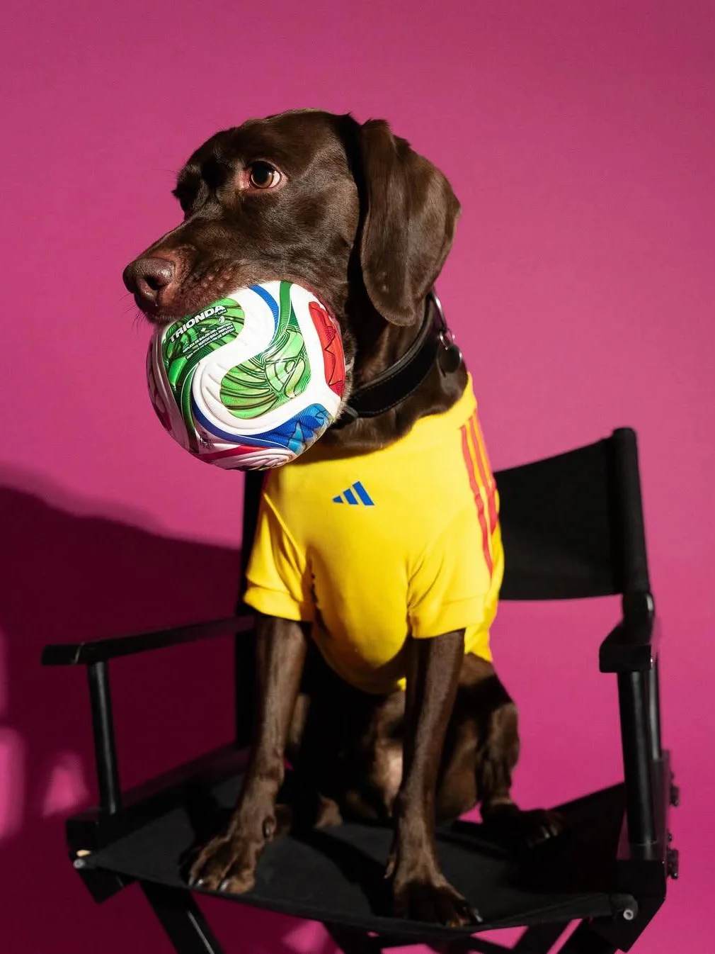 Adidas, адидас, Adidas pet collection, одежда для питомцев, чемпионат мира по футболу, мундиаль 2026