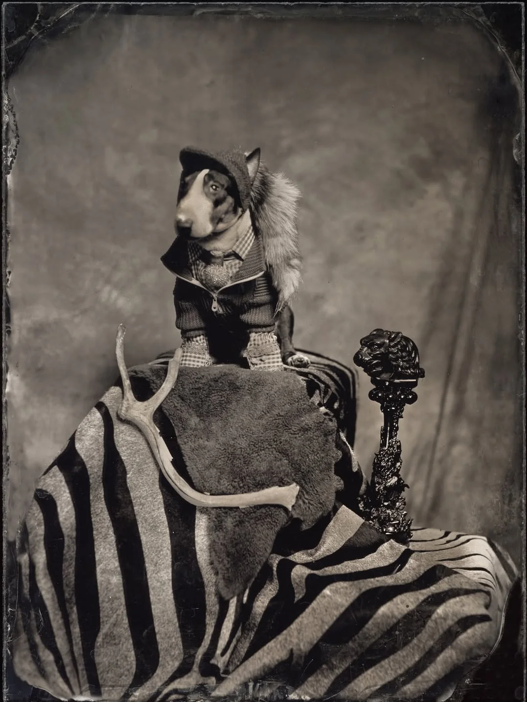 Pet Subject x RomaUvarovDesign