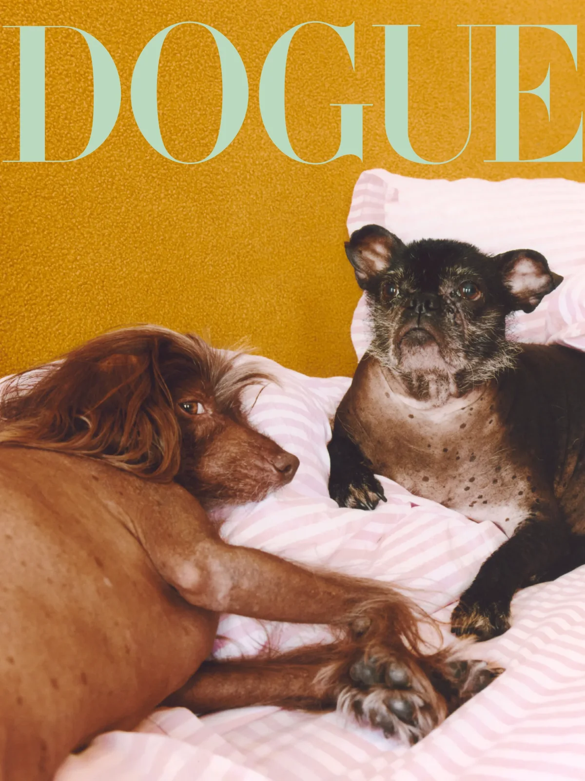 конкурс dogue vogue дог вог победитель сэр спад sir spud собака пес питомец