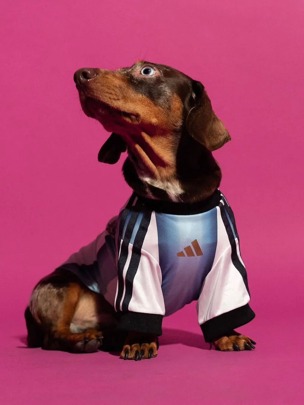 Adidas, адидас, Adidas pet collection, одежда для питомцев, чемпионат мира по футболу, мундиаль 2026