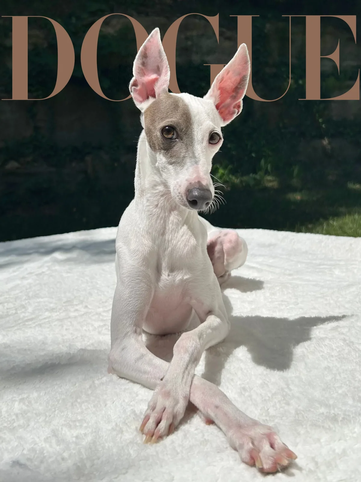 конкурс dogue vogue дог вог победитель сэр спад sir spud собака пес питомец