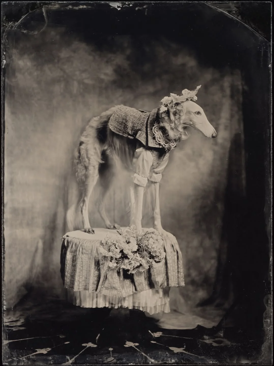 Pet Subject x RomaUvarovDesign