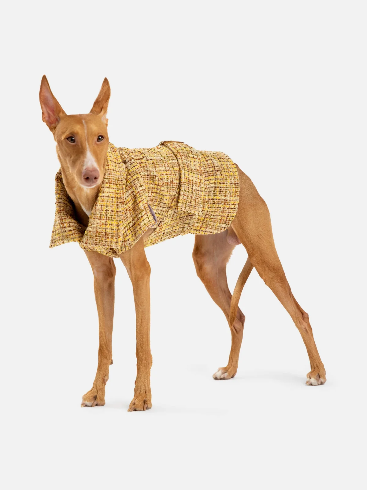 Pet Subject x RomaUvarovDesign