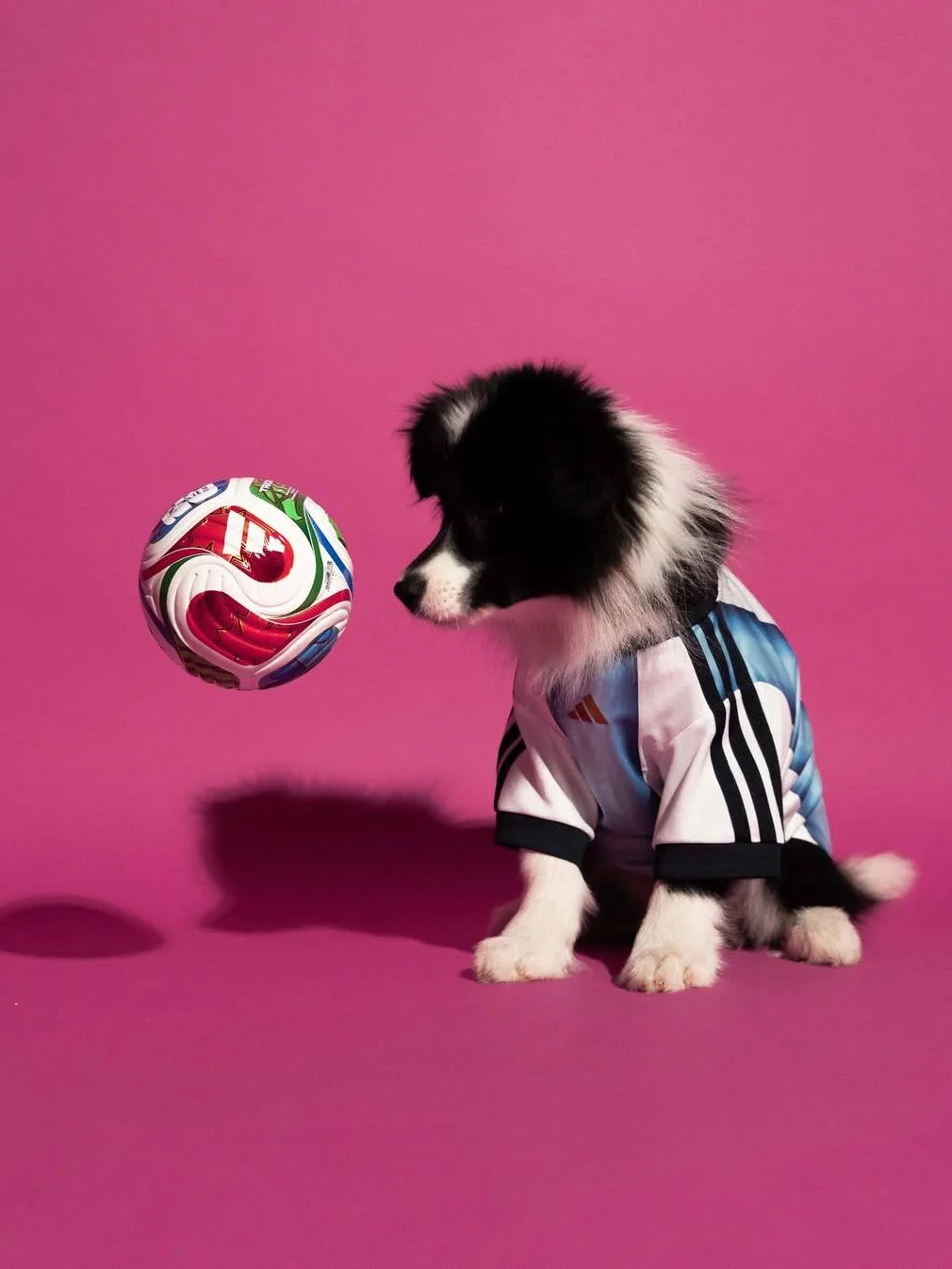 Adidas, адидас, Adidas pet collection, одежда для питомцев, чемпионат мира по футболу, мундиаль 2026