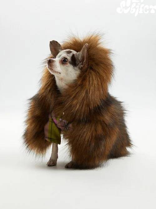 Roma Uvarov Design & Pet Subject