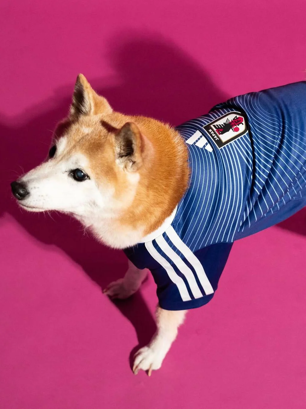 Adidas, адидас, Adidas pet collection, одежда для питомцев, чемпионат мира по футболу, мундиаль 2026