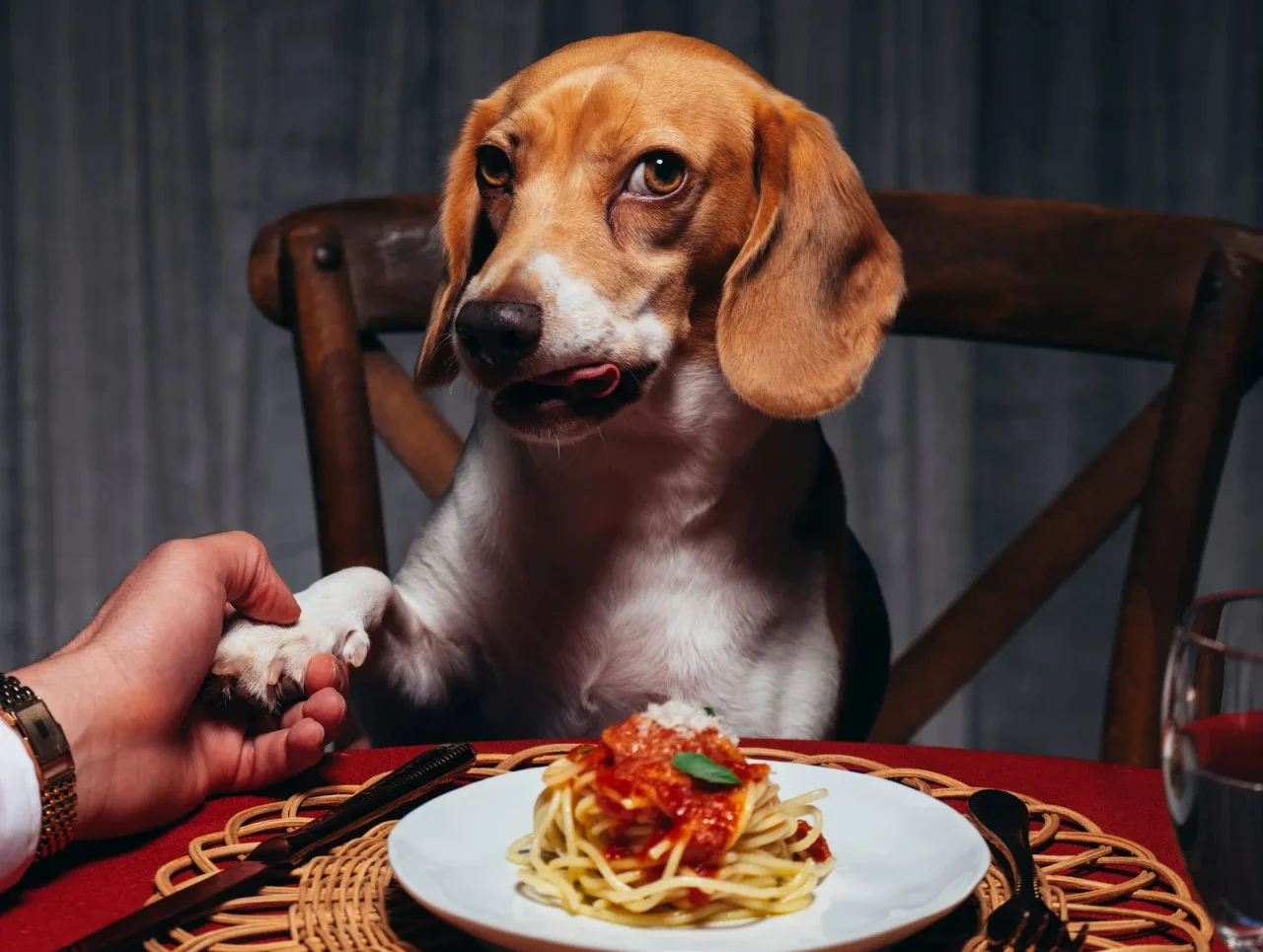 Пес, который покорил Vogue: сэр Спад выиграл конкурс Dogue